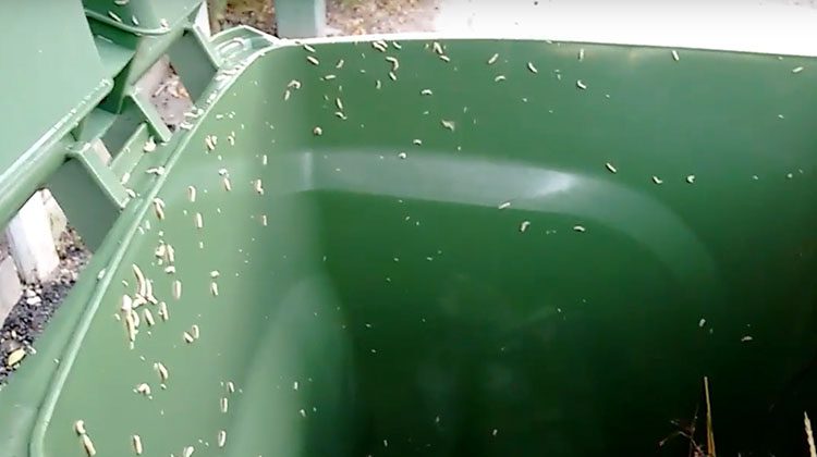 How To Prevent Maggots In Garbage Can