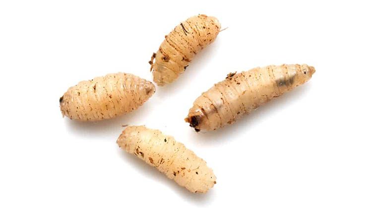 What Kills Maggots Instantly? Try The Best Methods